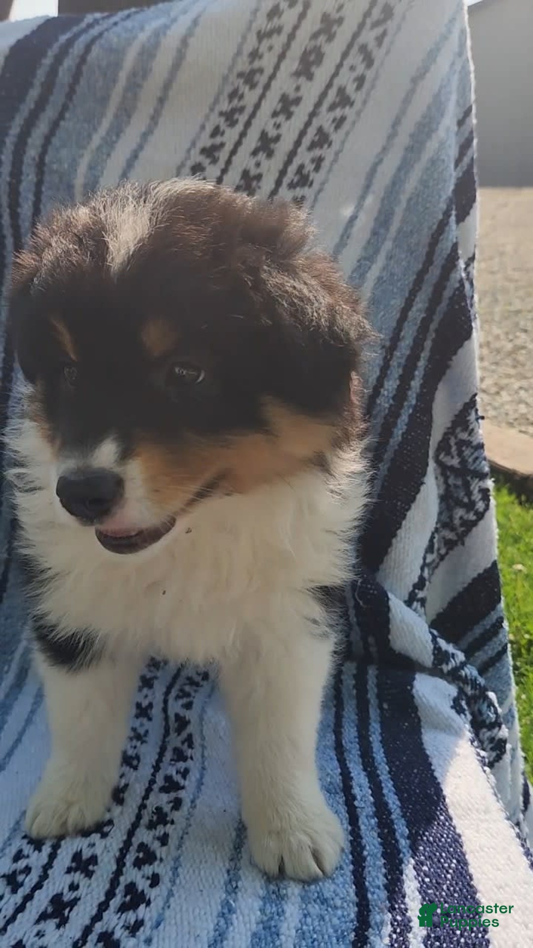 Australian Shepherd dogs for sale: Sasha - Image 15