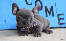 French Bulldog dogs for sale: Flint - Image 5