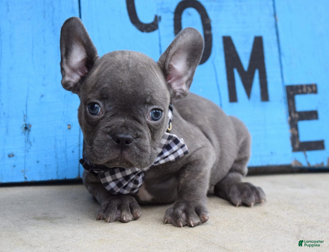 French Bulldog dogs for sale: Flint - Image 5