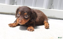 Dachshund dogs for sale: Angel Mini - Image 7