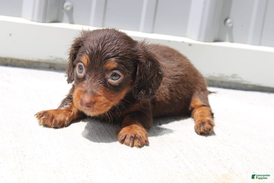Dachshund dogs for sale: Angel Mini - Image 7