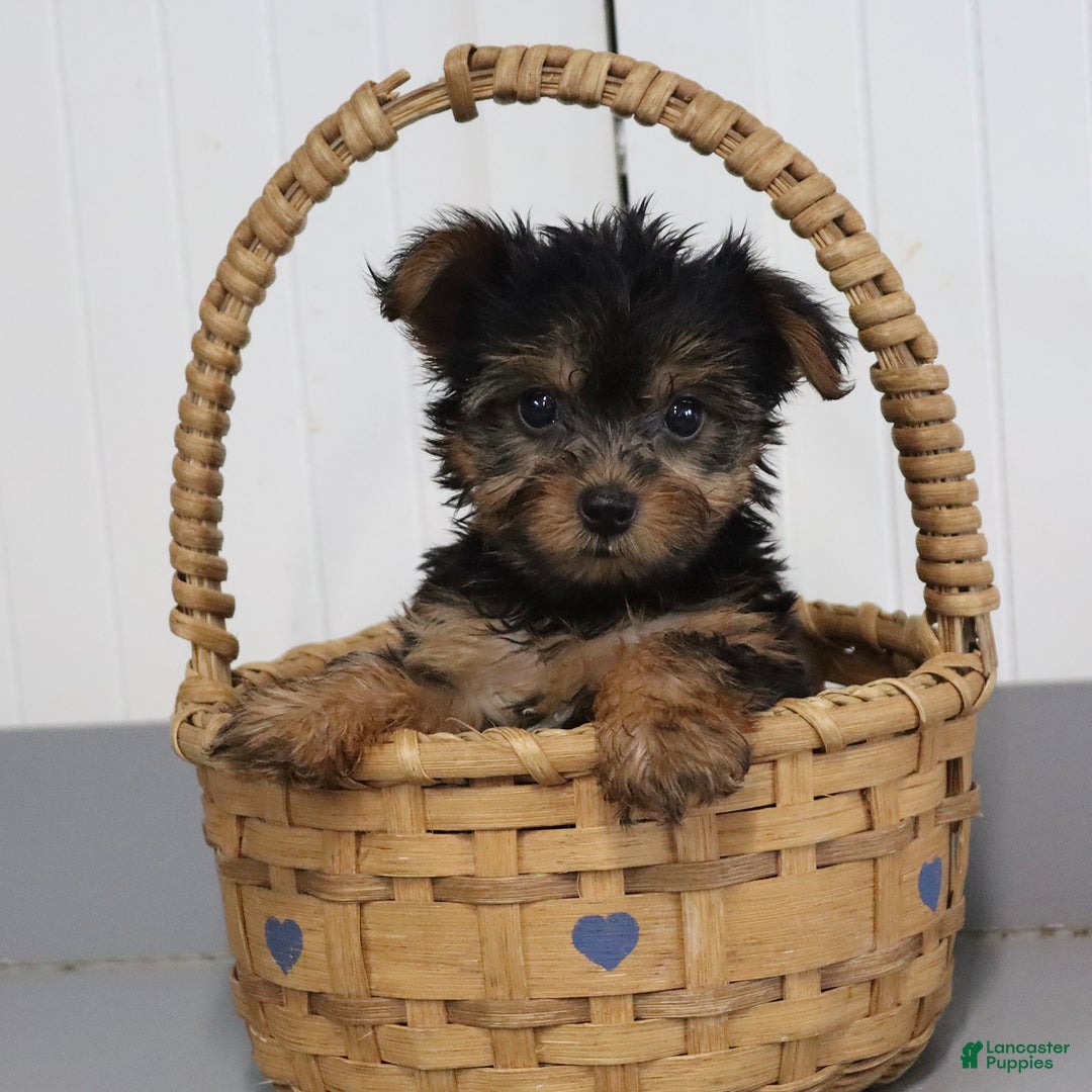 Yorkshire Terrier dogs for sale: Barkis - Extra Small - Image 1