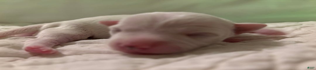 Pongo