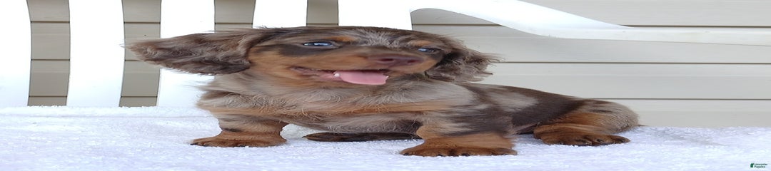 Cooper