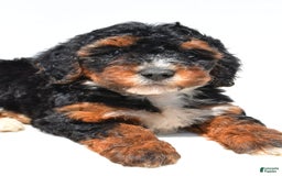Mini Bernedoodle dogs for sale: Roxie - Image 5