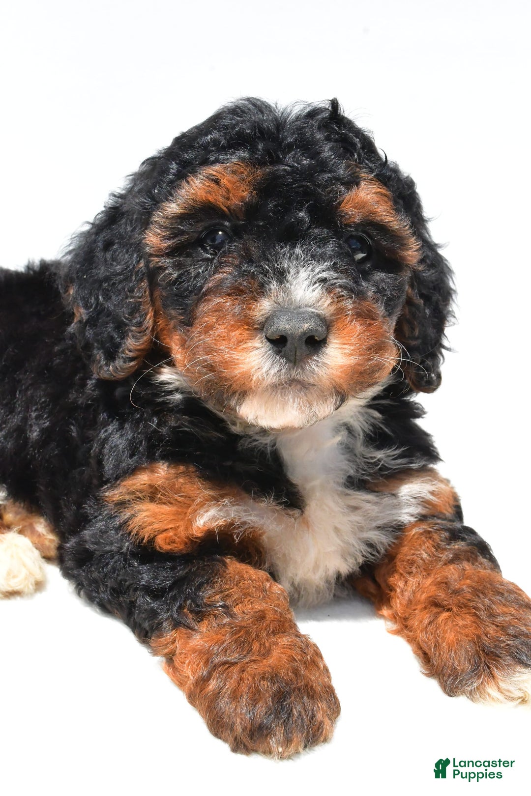 Mini Bernedoodle dogs for sale: Roxie - Image 5