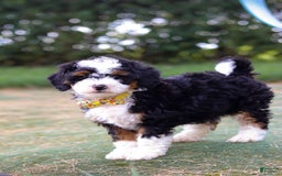 Mini Bernedoodle dogs for sale: Apollo - Image 2