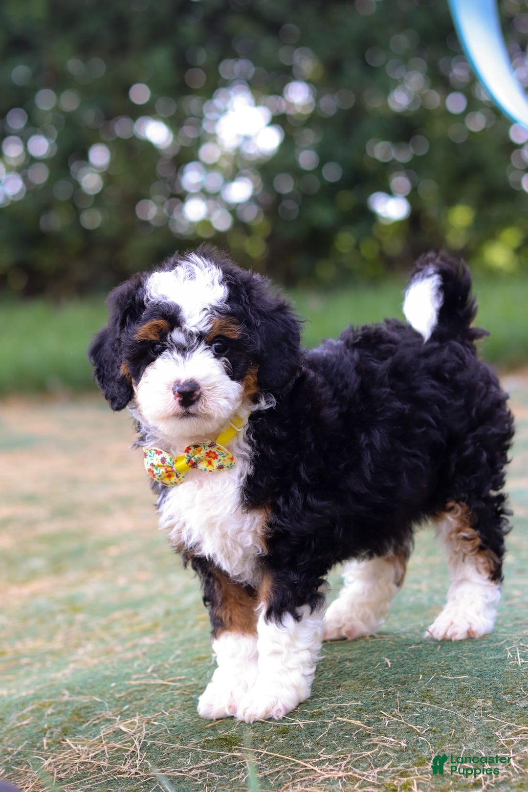 Mini Bernedoodle dogs for sale: Apollo - Image 2