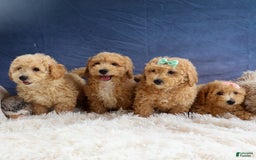 Bichpoo dogs for sale: Tyson - Image 2