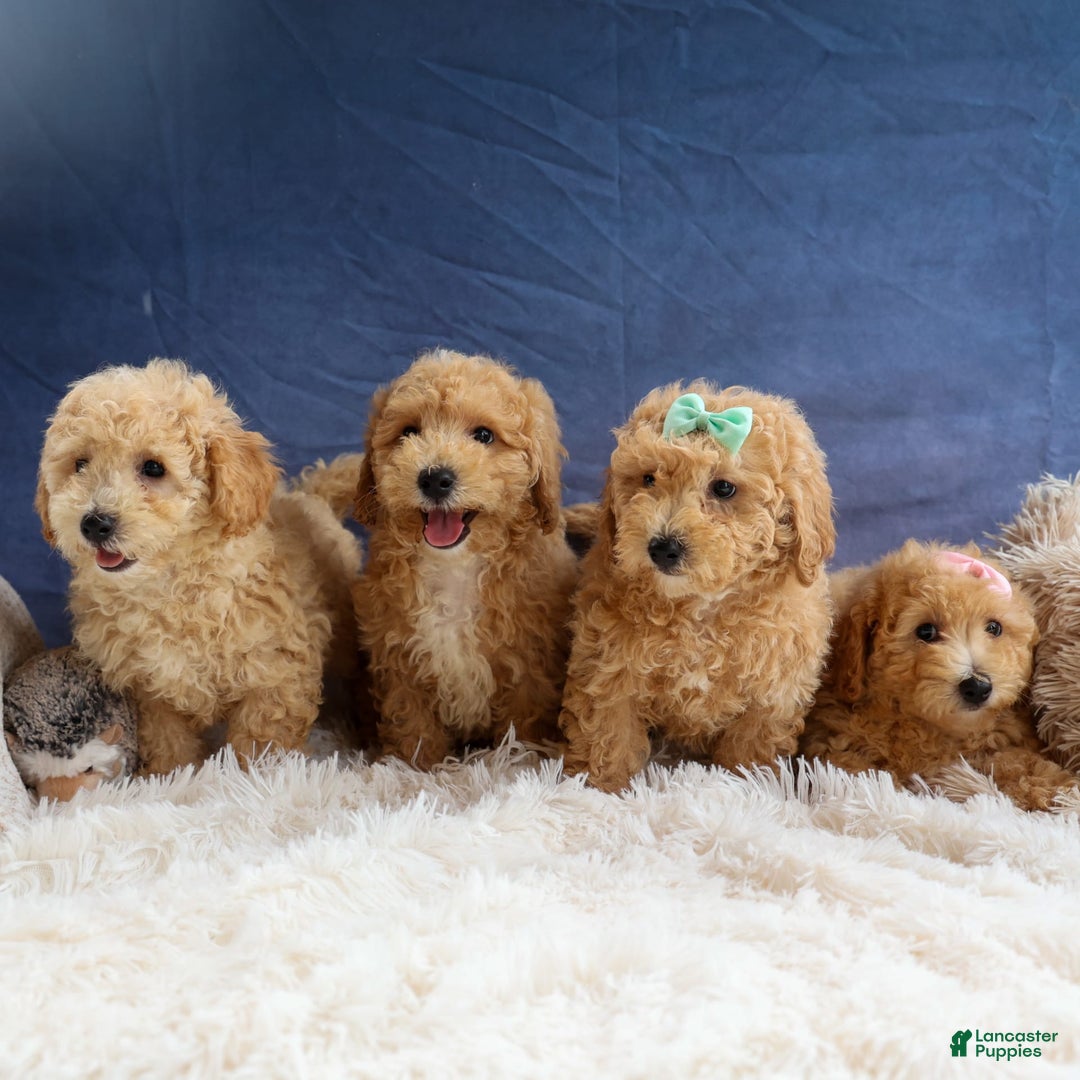 Bichpoo dogs for sale: Tyson - Image 2