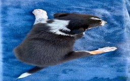 Australian Shepherd dogs for sale: Austin - Image 1