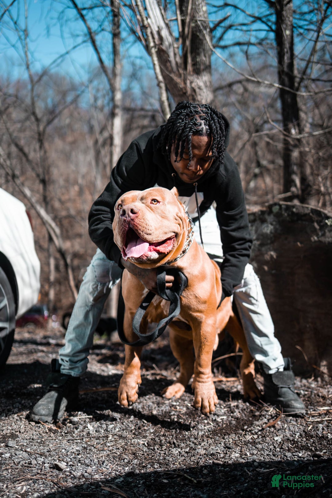American Bully dogs for sale: Dime - Image 15