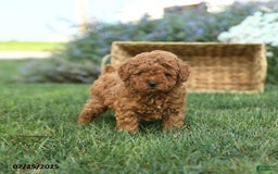 Toy Poodle dogs for sale: Coconut - Image 3