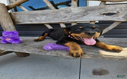 Rottweiler dogs for sale: Gracie - Image 2
