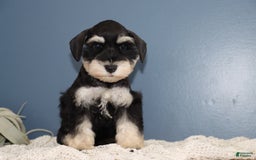 Miniature Schnauzer dogs for sale: Abby - Image 1