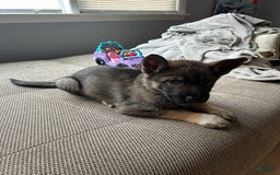 Gerberian Shepsky dogs for sale: Turbo - Image 6