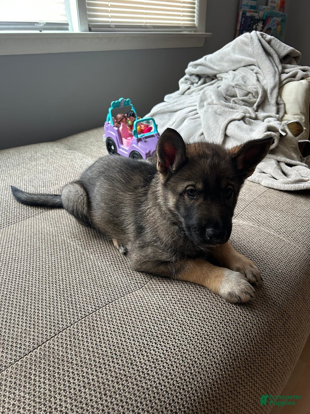 Gerberian Shepsky dogs for sale: Turbo - Image 6