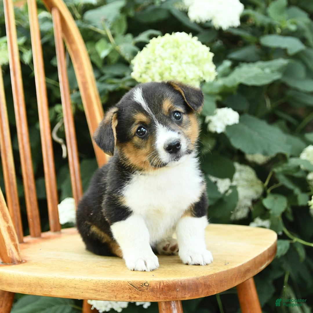 Welsh Corgi Pembroke dogs for sale: Phoenix - Image 4