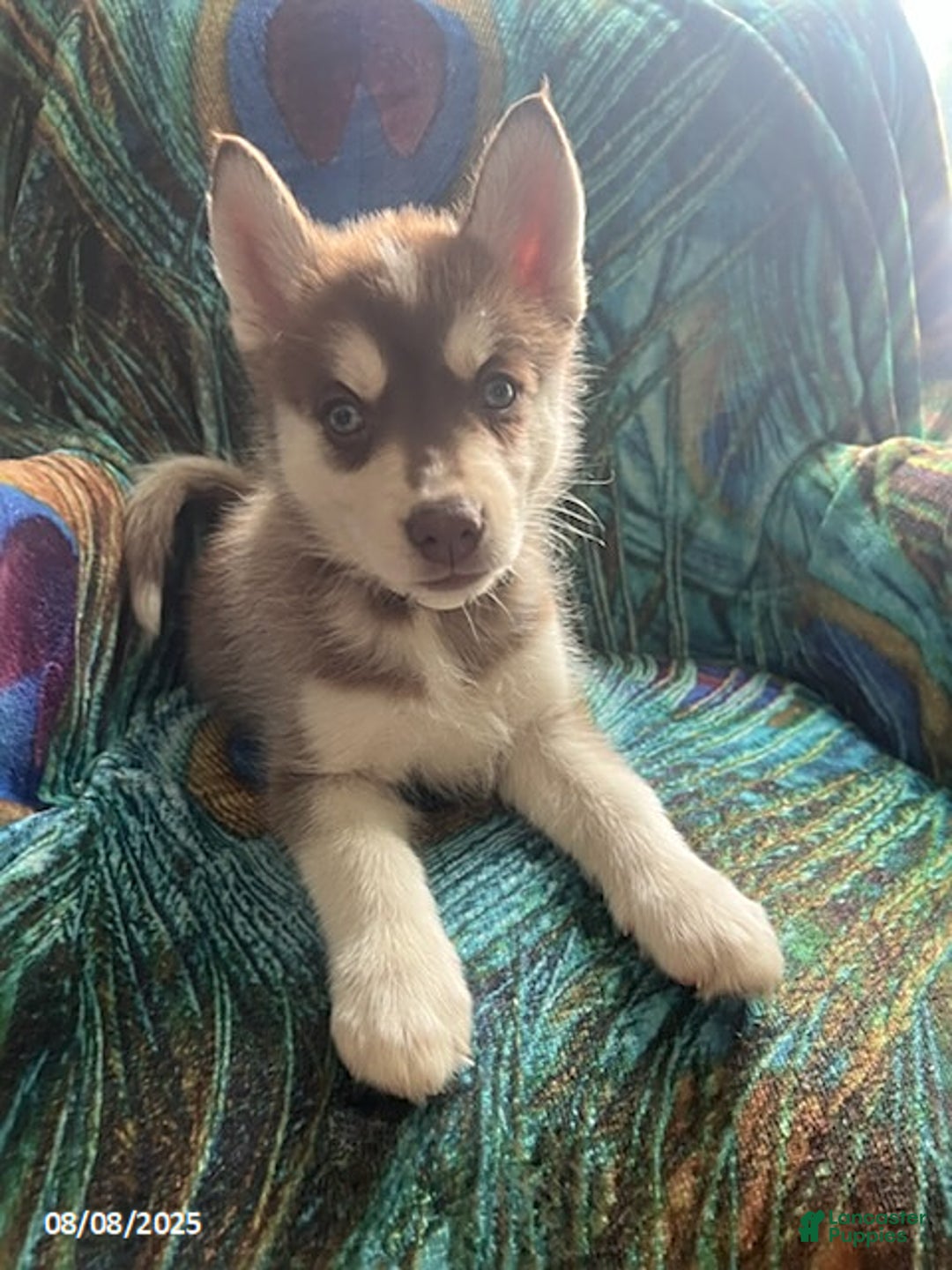 Pomsky dogs for sale: Rosie - Image 1