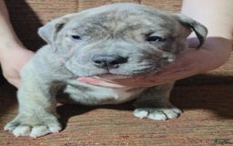 American Bully dogs for sale: National Champion Jack - Image 46