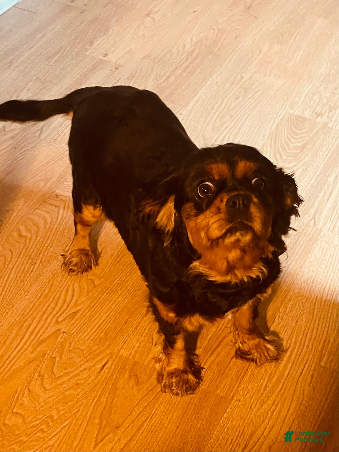 Cavalier King Charles Spaniel dogs for sale: Gabby - Image 4