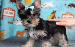 Yorkshire Terrier dogs for sale: Butterfly - Image 6