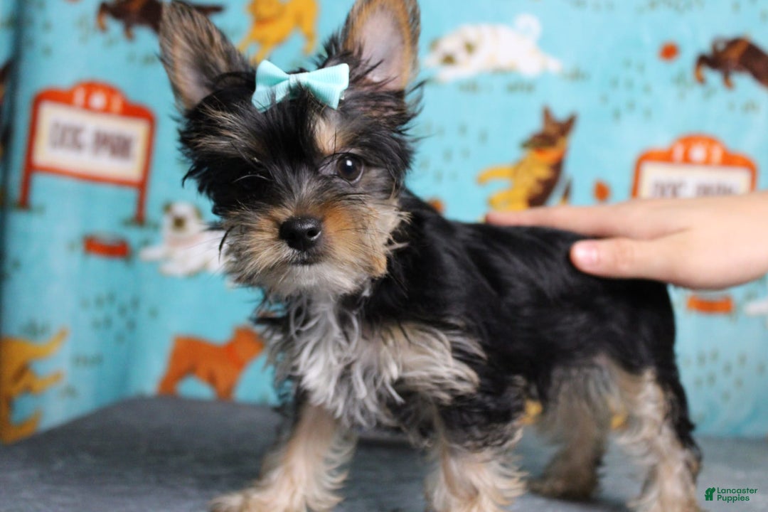 Yorkshire Terrier dogs for sale: Butterfly - Image 6