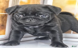 Pug dogs for sale: Boy 1 - Champion Lines! - Image 16