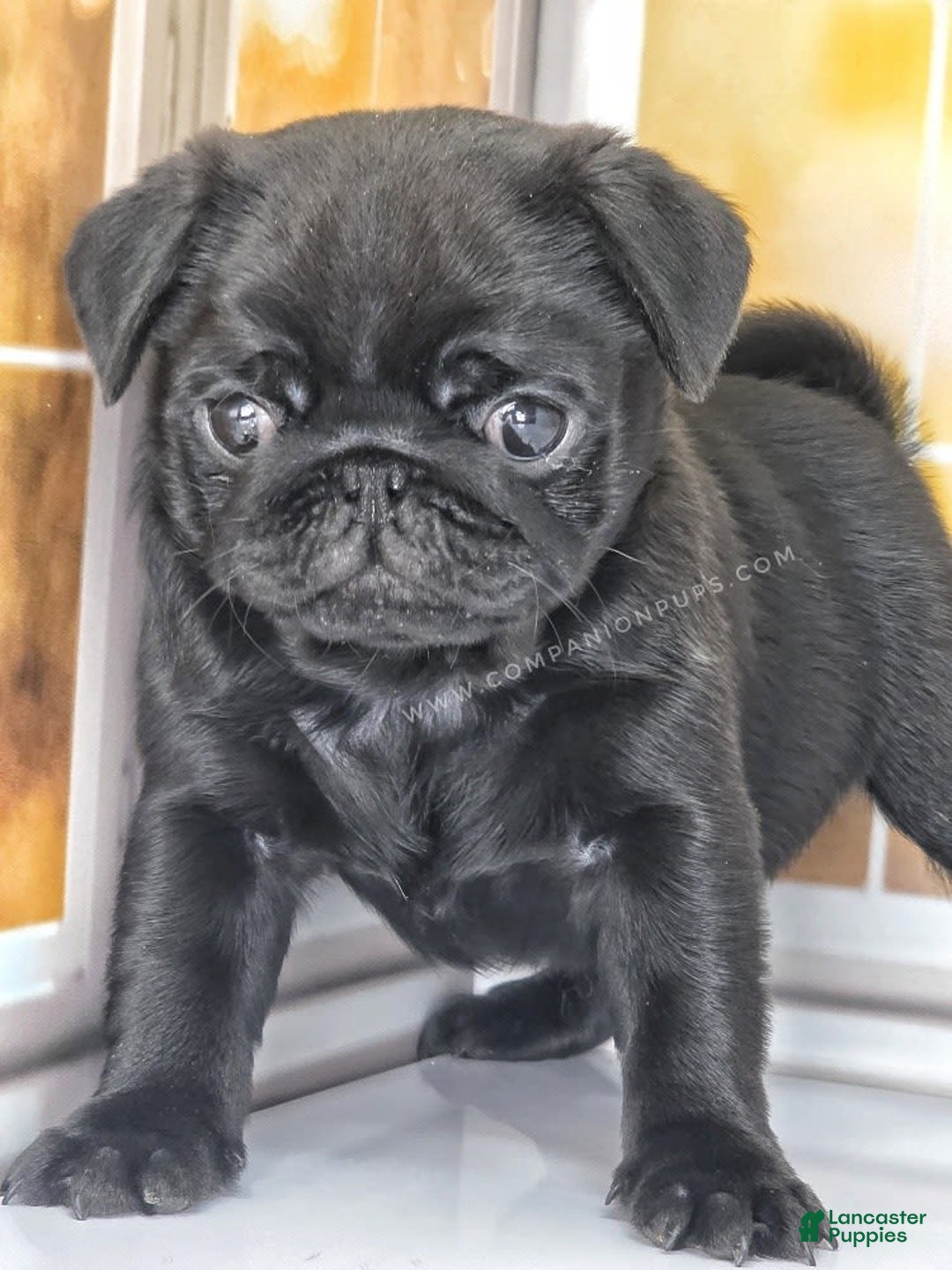 Pug dogs for sale: Boy 1 - Champion Lines! - Image 16