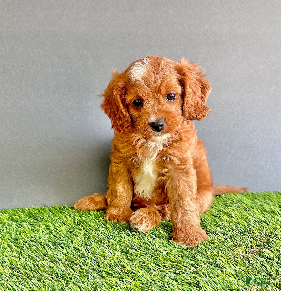 Cavapoo dogs for sale: Rocky - Image 4