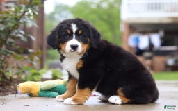Bernese Mountain Dog dogs for sale: Katy - Image 6