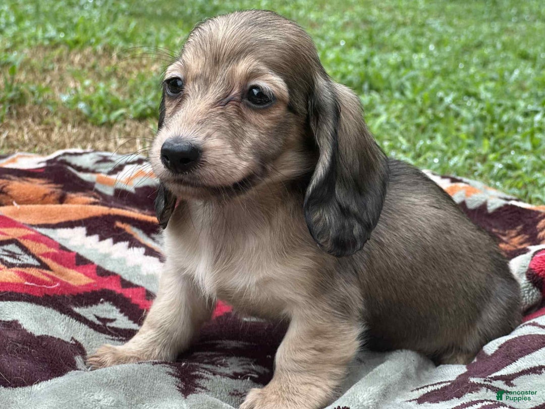 Miniature Dachshund dogs for sale: Goldie - Image 3