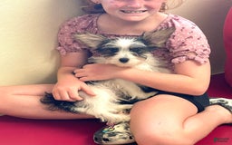 Yorkshire Terrier dogs for sale: Patrick Starr - Image 46