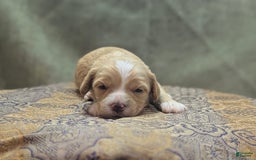 Cockapoo dogs for sale: Snotlout - Image 15