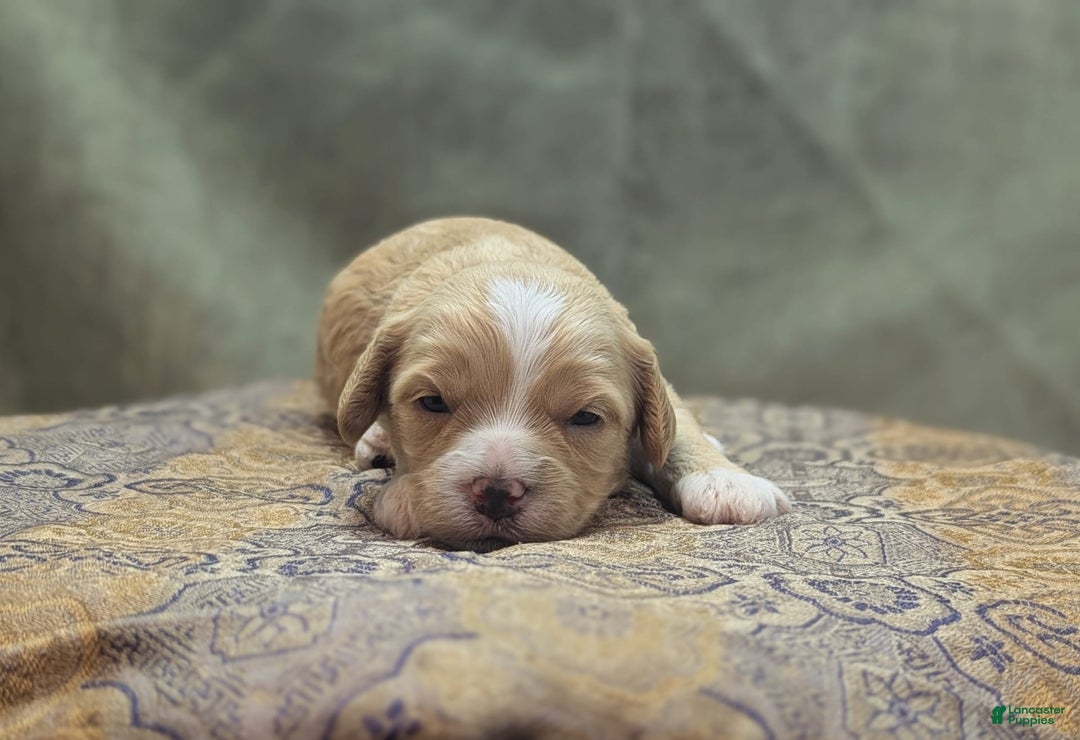 Cockapoo dogs for sale: Snotlout - Image 15