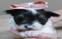 Yorkshire Terrier dogs for sale: Pappy Parti Girl - Image 13