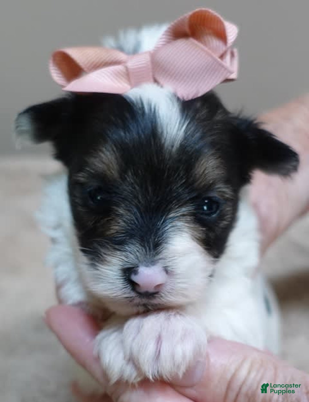 Yorkshire Terrier dogs for sale: Pappy Parti Girl - Image 13