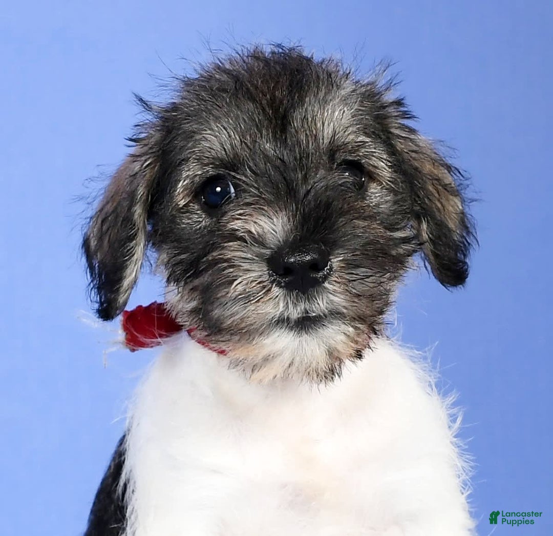 Miniature Schnauzer dogs for sale: Bella - Image 8