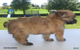 Yorkiepoo dogs for sale: Sally - Image 18