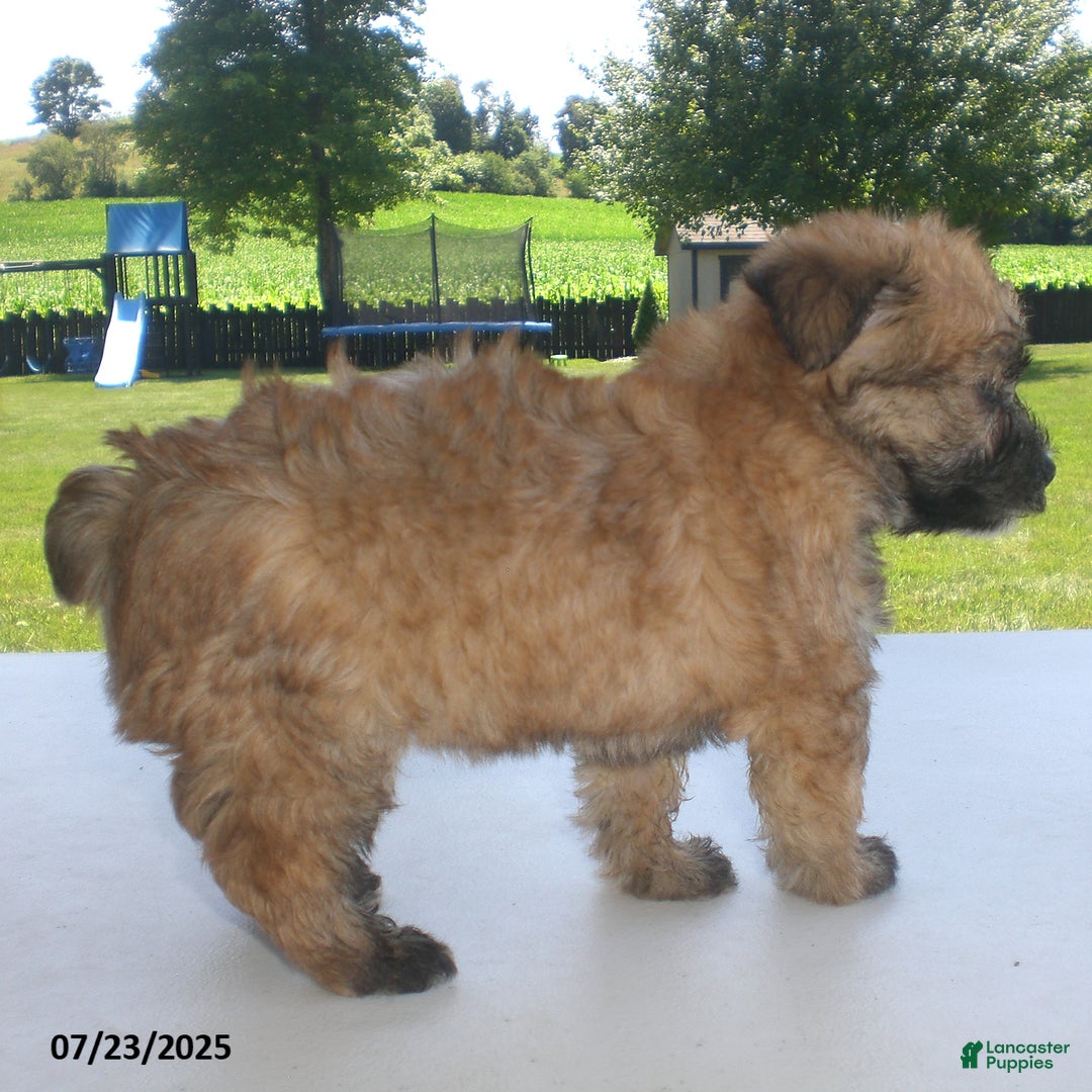 Yorkiepoo dogs for sale: Sally - Image 18
