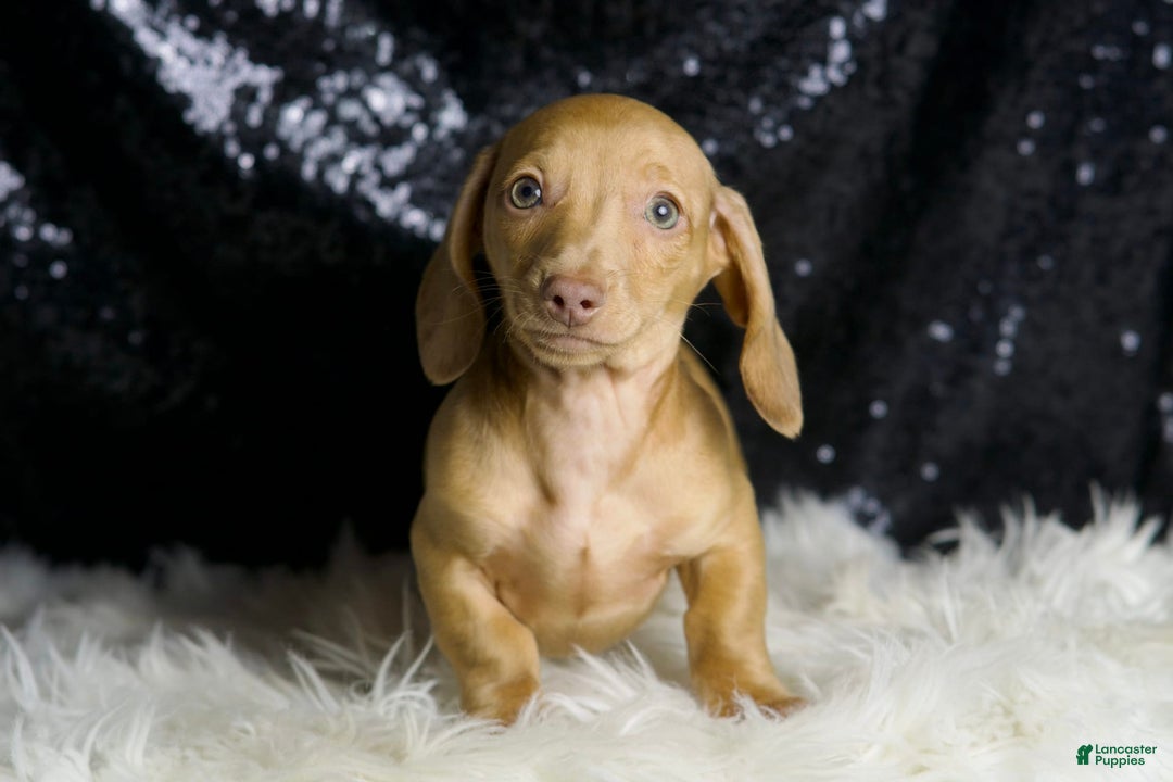 Miniature Dachshund dogs for sale: Breezey - Image 6
