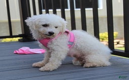 Bichpoo dogs for sale: Addison - Image 11