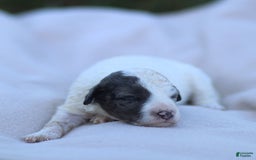 Goldendoodle dogs for sale: Oakland - Image 6