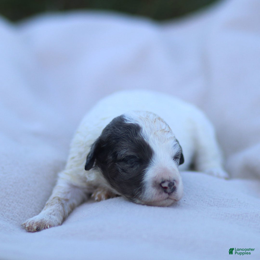 Goldendoodle dogs for sale: Oakland - Image 6