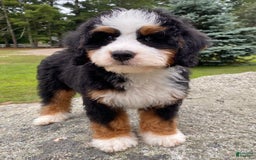 Mini Bernedoodle dogs for sale: 💛 Boston Ma 💛 Mini Bernedoodle - Image 8