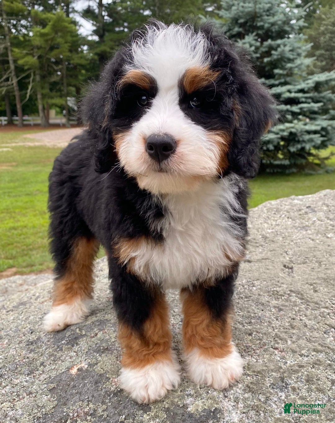 Mini Bernedoodle dogs for sale: 💛 Boston Ma 💛 Mini Bernedoodle - Image 8