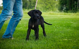 Great Dane dogs for sale: Selene - Image 11