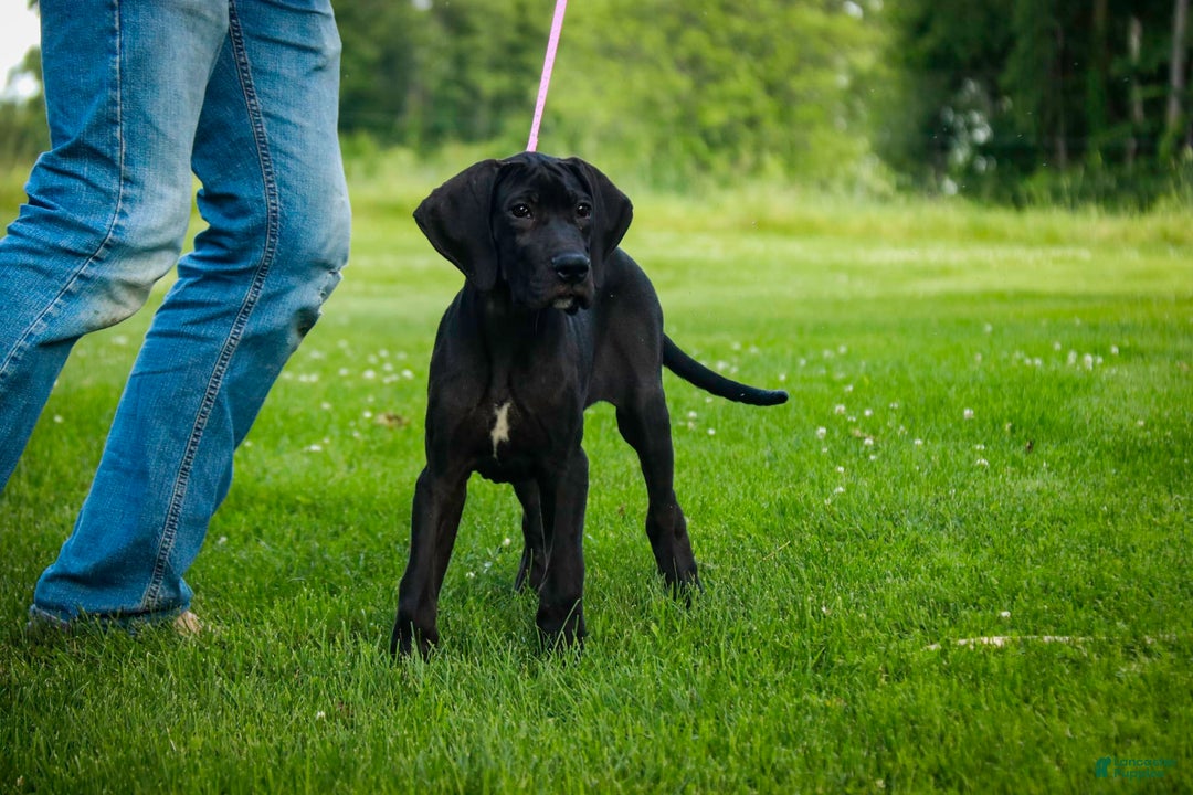 Great Dane dogs for sale: Selene - Image 11