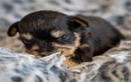Miniature Schnauzer dogs for sale: Harley - Image 1