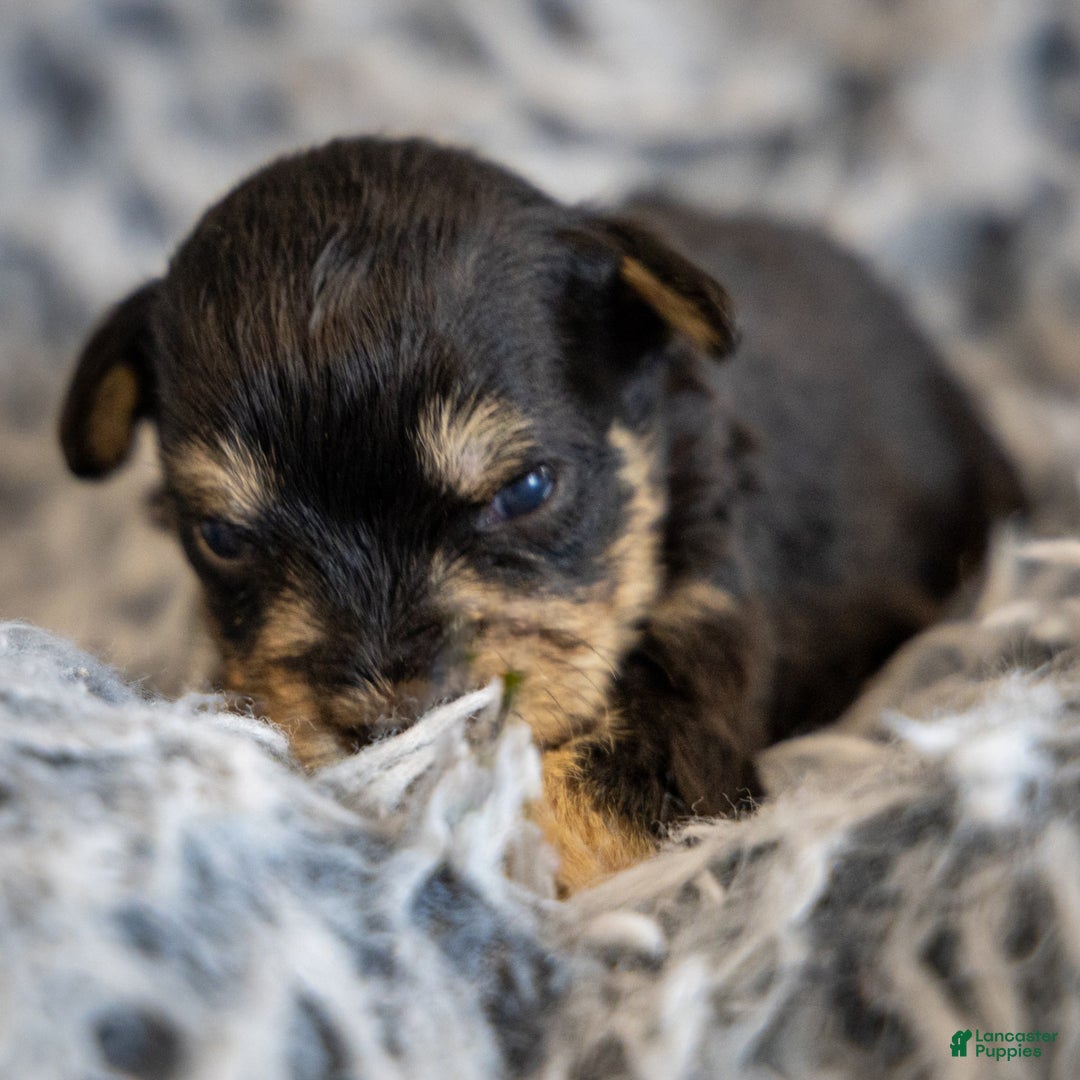 Miniature Schnauzer dogs for sale: Harley - Image 1